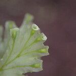 Trichomanes erosum Folha