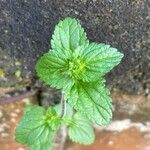 Veronica javanica Φύλλο