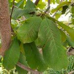 Magnolia obovata Foglia