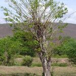 Lonchocarpus sericeus Облик