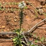 Coutoubea spicata Flower