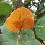 Coccoloba uvifera Blatt