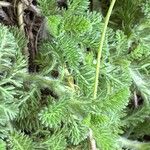 Cotula lineariloba Leaf