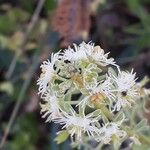 Sesamoides pygmaea Flower