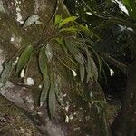 Sobralia fragrans Other