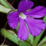 Pinguicula longifolia 花