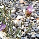 Xeranthemum inapertum Flower