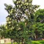 Fraxinus griffithii Habit