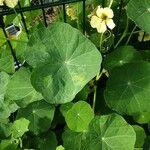 Tropaeolum minus Habit