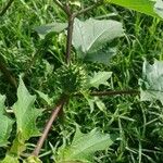 Datura stramonium Frucht