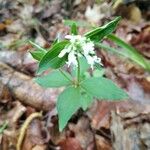 Houstonia purpurea Liść