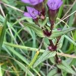 Gentianella amarella Leaf