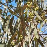 Eucalyptus camaldulensis Frugt