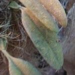 Bulbophyllum longiflorum Leaf