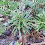 Lycopodium dendroideum Blatt