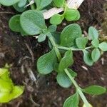 Houstonia micrantha Blatt