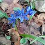Hyacinthoides italica Flor