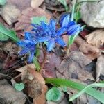 Hyacinthoides italica Flors