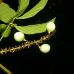 Paullinia pinnata Fruit