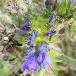 Echium arenarium Flower