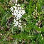 Achillea millefoliumÇiçek