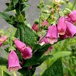 Digitalis thapsi Pokrój