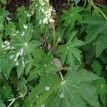 Begonia heracleifolia Агульны выгляд