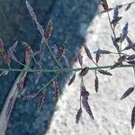 Eragrostis minor Kukka