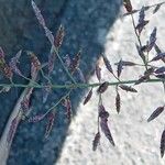 Eragrostis minor Blüte