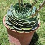 Echeveria gigantea Fulla