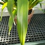 Cymbidium tracyanum List