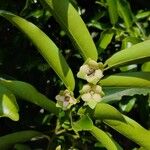 Diospyros malabarica Flower