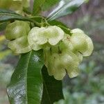 Dodonaea viscosa Fruit