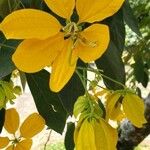 Senna macranthera Flower