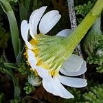 Anthemis secundiramea फूल