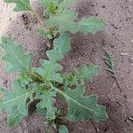 Solanum triflorum Blad