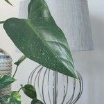 Philodendron bipennifolium Blatt