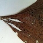 Sextonia rubra Leaf