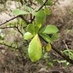 Commiphora madagascariensis Leaf