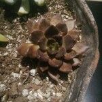 Echeveria affinis Ліст