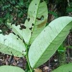 Diospyros carbonaria 葉