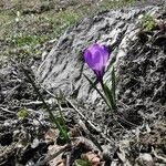 Crocus neapolitanus Buveinė