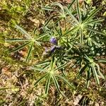 Lupinus angustifolius 葉