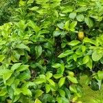 Citrus × limon 整株植物