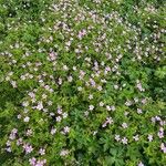 Geranium endressii Habitatea