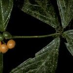 Cordia nodosa Frucht