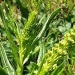 Reseda luteola Квітка