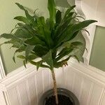 Dracaena fragransBlad