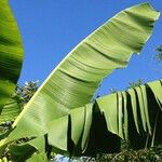 Musa spp. ᱮᱴᱟᱜ
