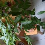 Castanospermum australe Frunză